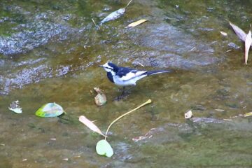 一条恵観山荘の滑川にいた野鳥