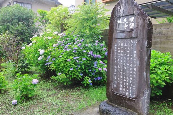 理智光寺址碑の紫陽花