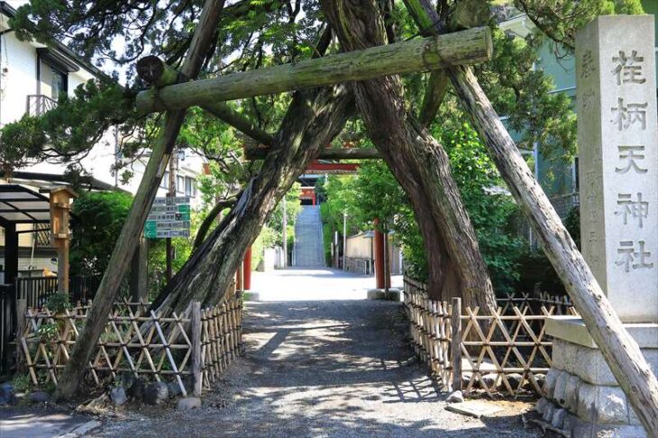 荏柄天神社の入口の松