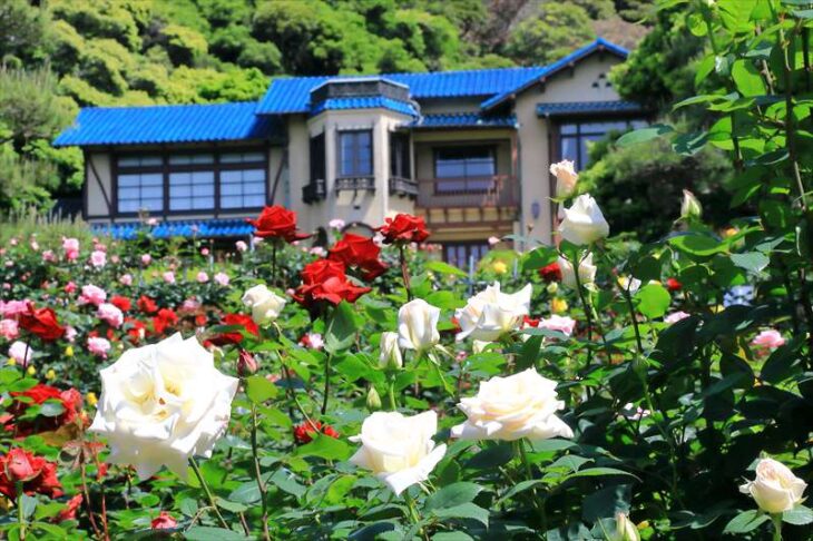 鎌倉文学館 バラ園の薔薇