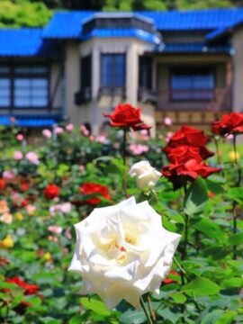 鎌倉文学館 バラ園の薔薇