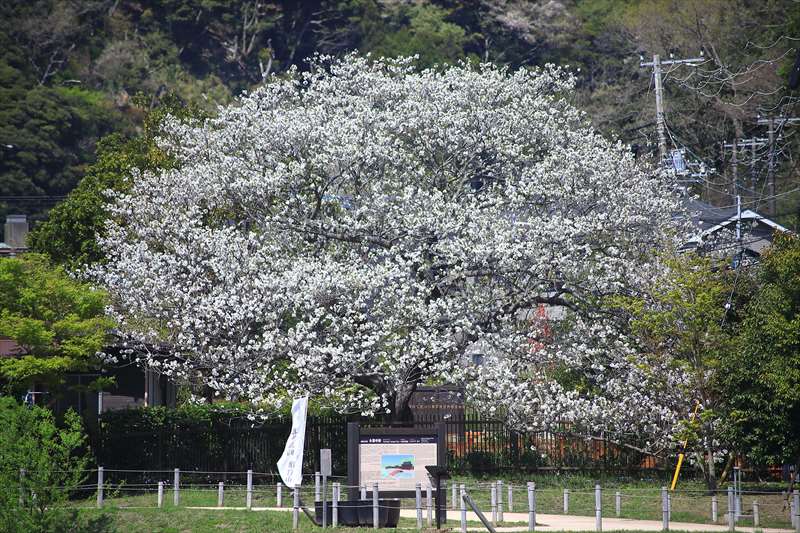 永福寺跡の桜