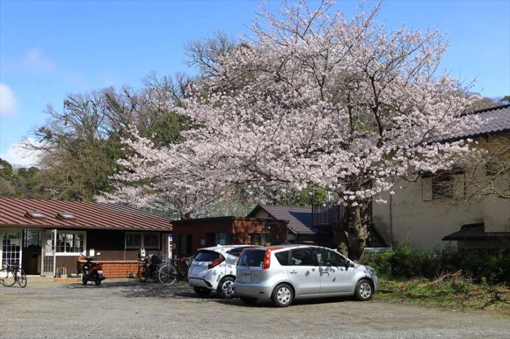 鎌倉宮カントリーテニスクラブの桜