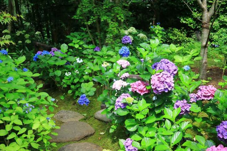 一条恵観山荘の紫陽花