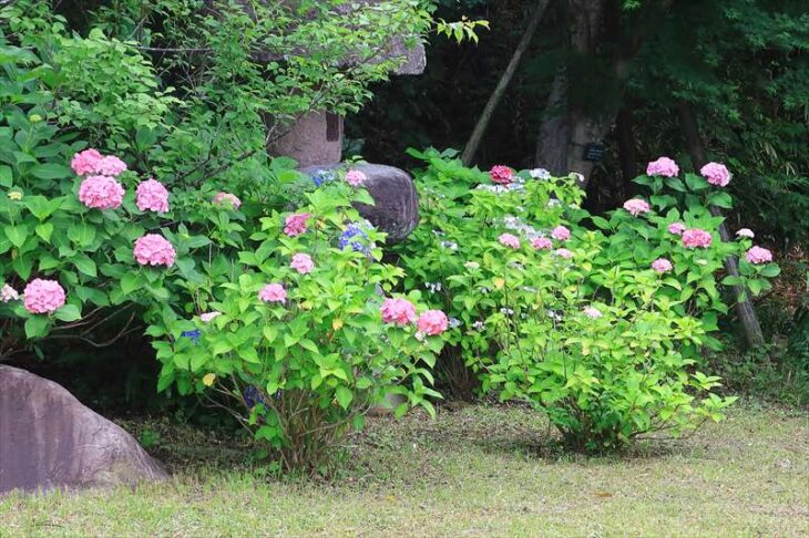 旧川喜多邸別邸の紫陽花