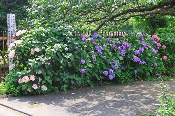 永福寺跡に隣接する民家の紫陽花