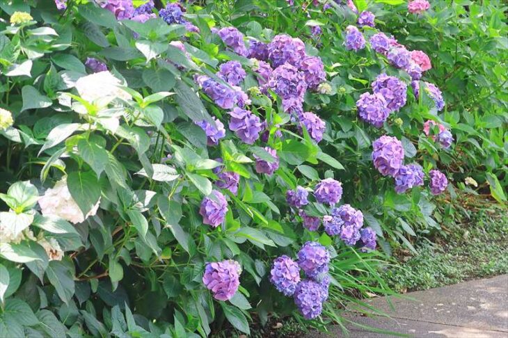 永福寺跡の紫陽花