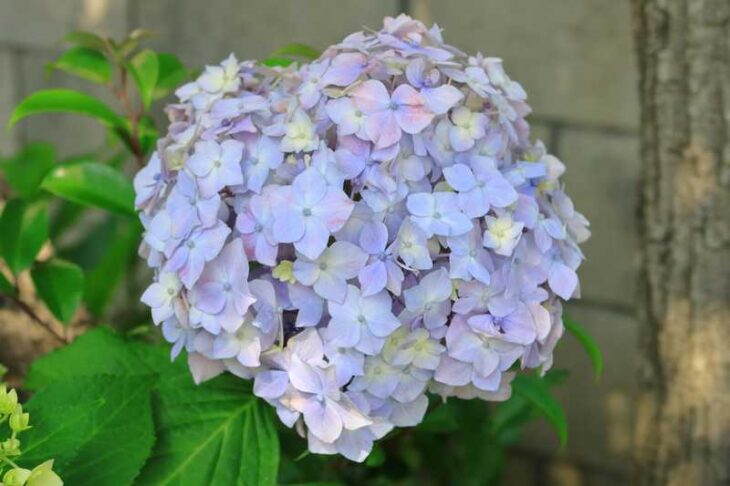 山蒼稲荷神社の紫陽花