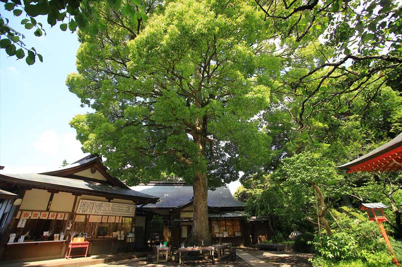荏柄天神社の楠の木
