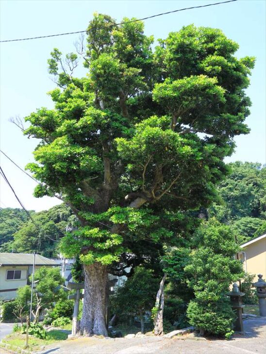 八雲神社の木