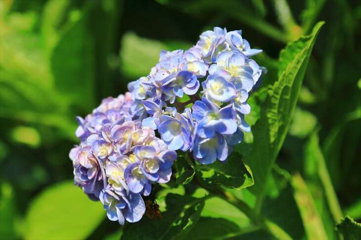 常盤八雲神社の紫陽花