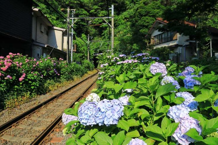 御霊神社前の紫陽花と江ノ電線路