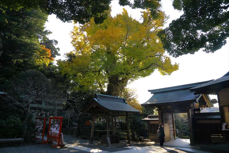 荏柄天神社と大銀杏の黄葉