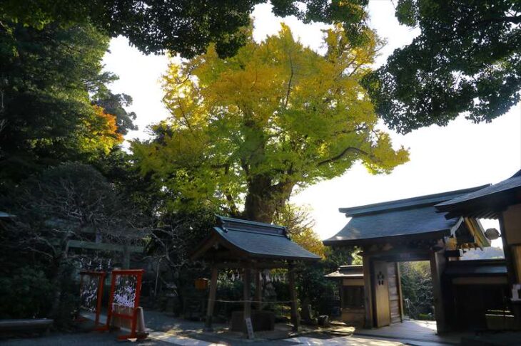 荏柄天神社と大銀杏の黄葉