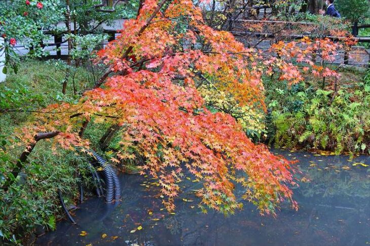 鶴岡八幡宮・柳原神池の紅葉の様子