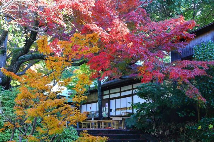 鎌倉宮の紅葉