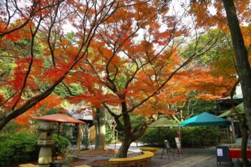 鎌倉宮の紅葉