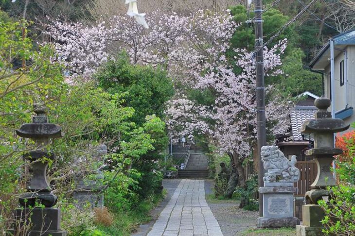 五所神社のソメイヨシノ
