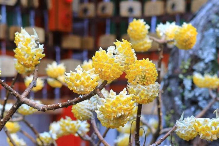 荏柄天神社のミツマタの花