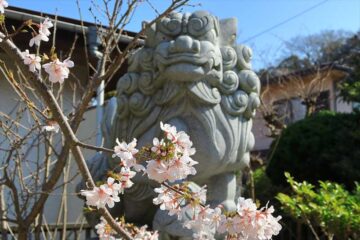 五所神社の玉縄桜