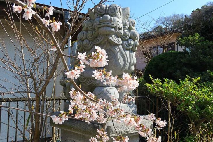 五所神社の玉縄桜