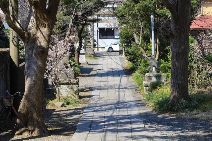 五所神社の参道と玉縄桜