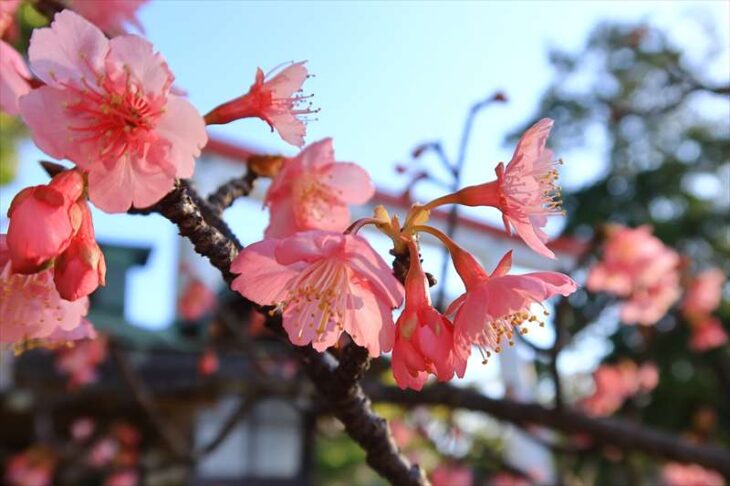 鎌倉宮の河津桜