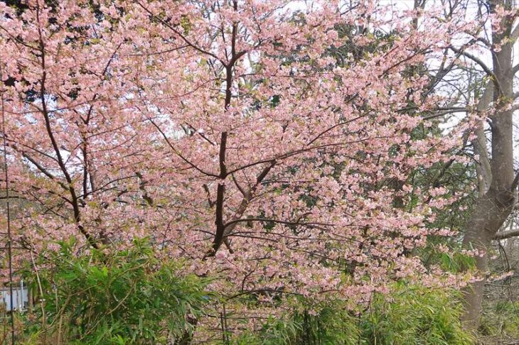 葛原岡神社の河津桜