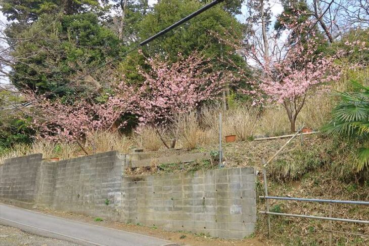 葛原岡神社の河津桜