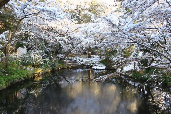 雪の鶴岡八幡宮 柳原神池