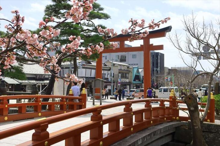 鶴岡八幡宮の彼岸桜