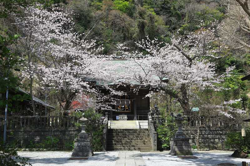 御霊神社の桜