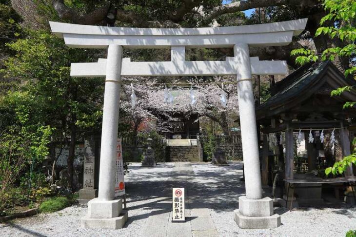御霊神社の鳥居と桜