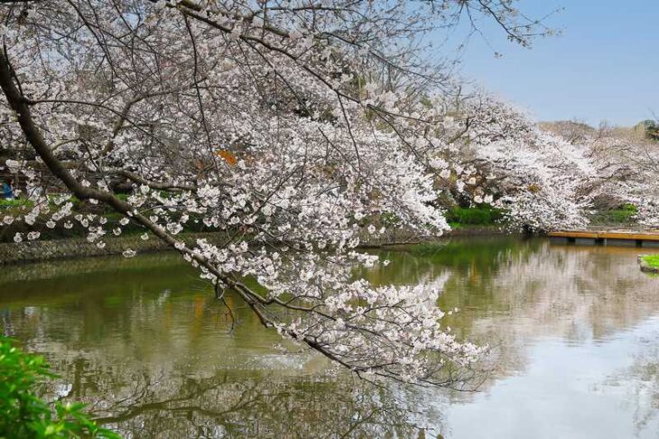 鶴岡八幡宮・源氏池の桜