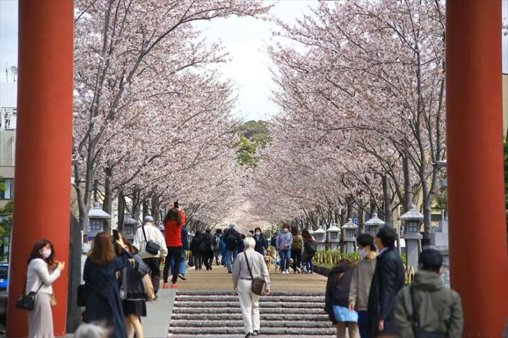 4月5日の段葛の桜の様子