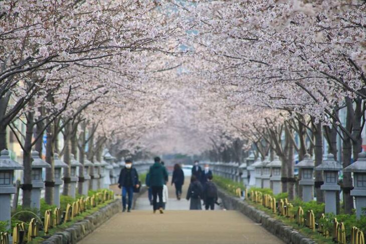 3月30日の段葛の桜の様子