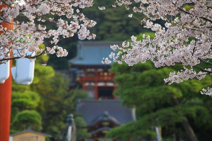 段葛の桜と鶴岡八幡宮