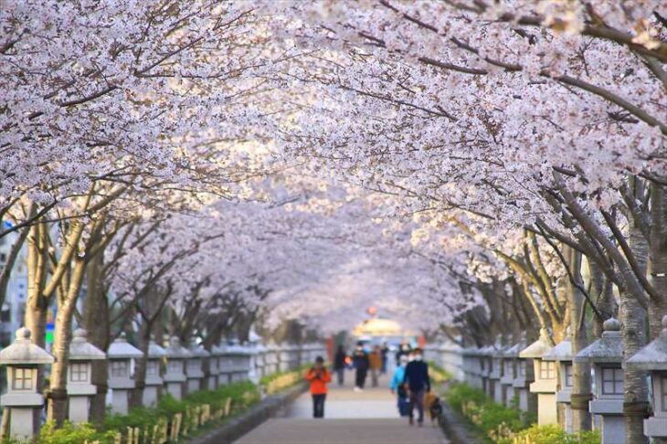 段葛（鶴岡八幡宮 参道）の桜