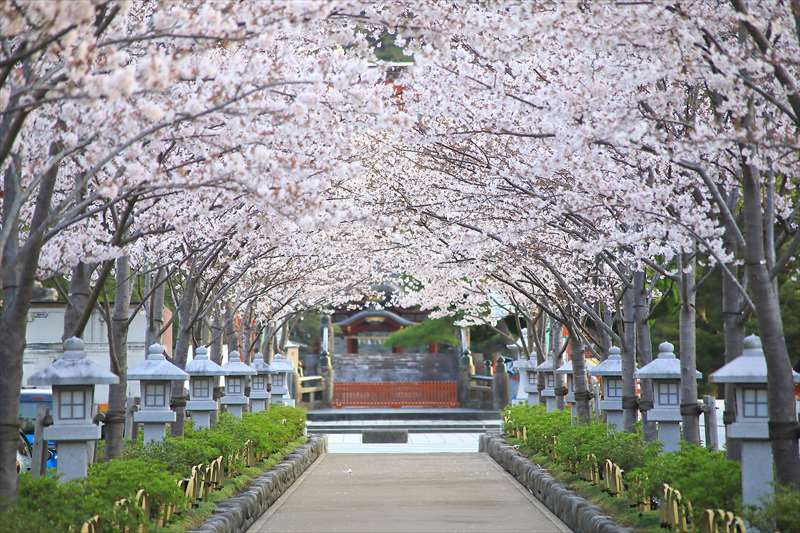 段葛（鶴岡八幡宮 参道）の桜