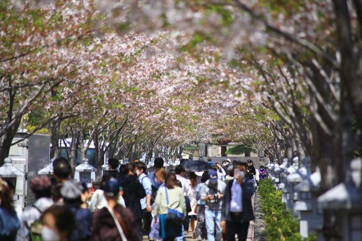 4月10日の段葛の桜の様子