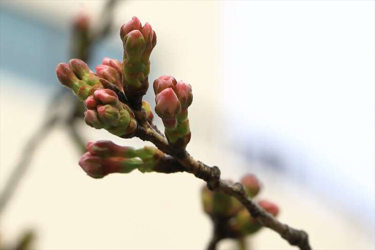 3月21日の段葛の桜の様子