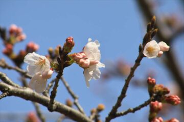 3月25日の段葛の桜の様子