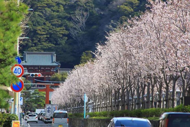 4月2日の段葛の桜の様子
