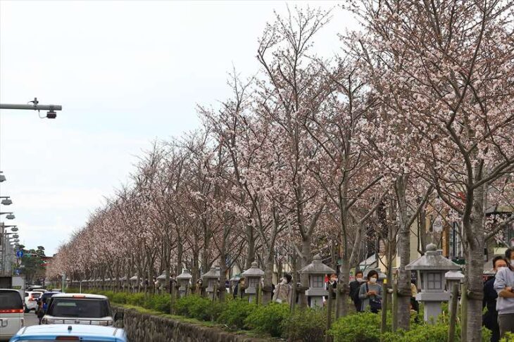 3月27日の段葛の桜の様子