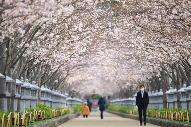 3月28日の段葛の桜の様子