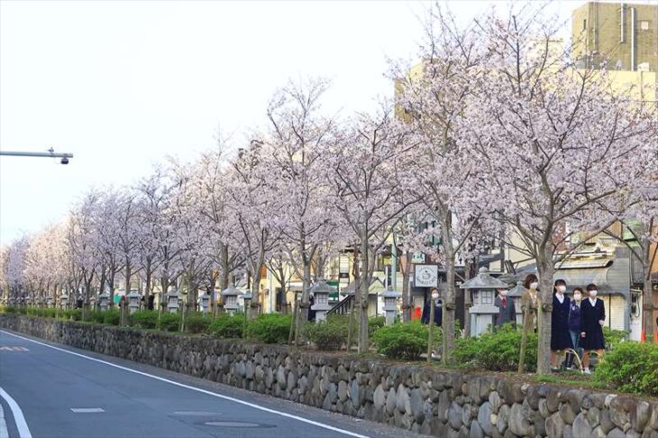 3月31日の段葛の桜の様子