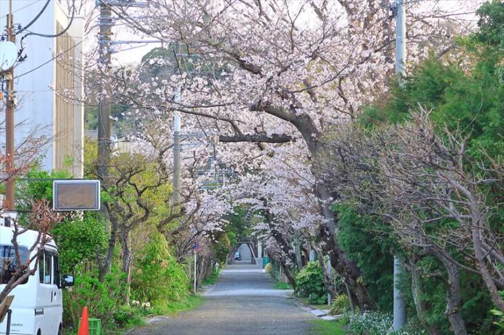 荏柄天神社の桜