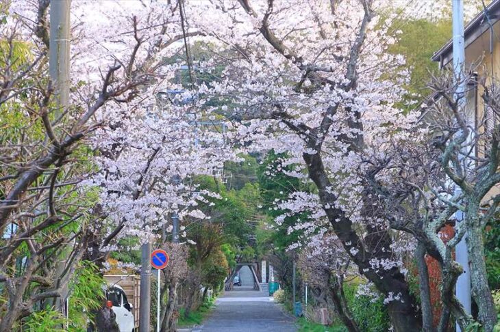 荏柄天神社の桜