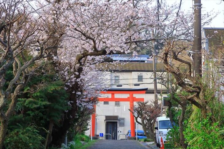 荏柄天神社 一の鳥居と桜