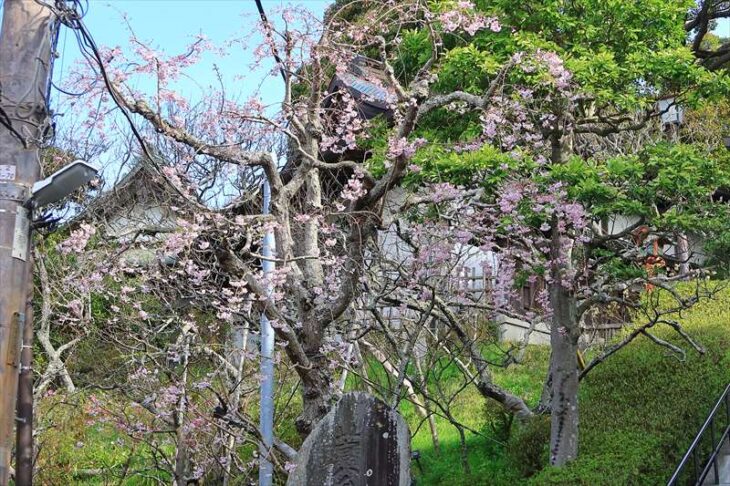 境内に上がる階段横と境内にある枝垂れ桜